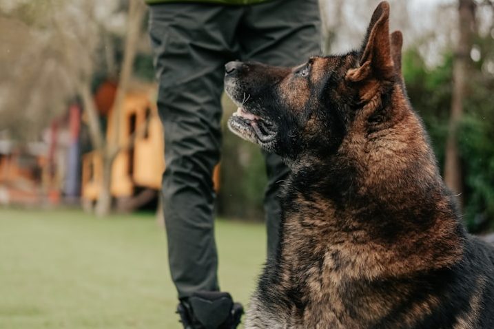 Intensivkurse der Hundeschule RaNa Dogs in Sonsbeck Abrufkurs und Leinenführung: Intensivkurse bei der Hundeschule RaNa Dogs in Sonsbeck