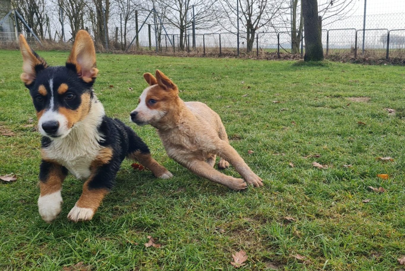 Welpen in der Hundeschule RaNa Dogs in Sonsbeck Welpenstunde in der Hundeschule RaNa Dogs in Sonsbeck