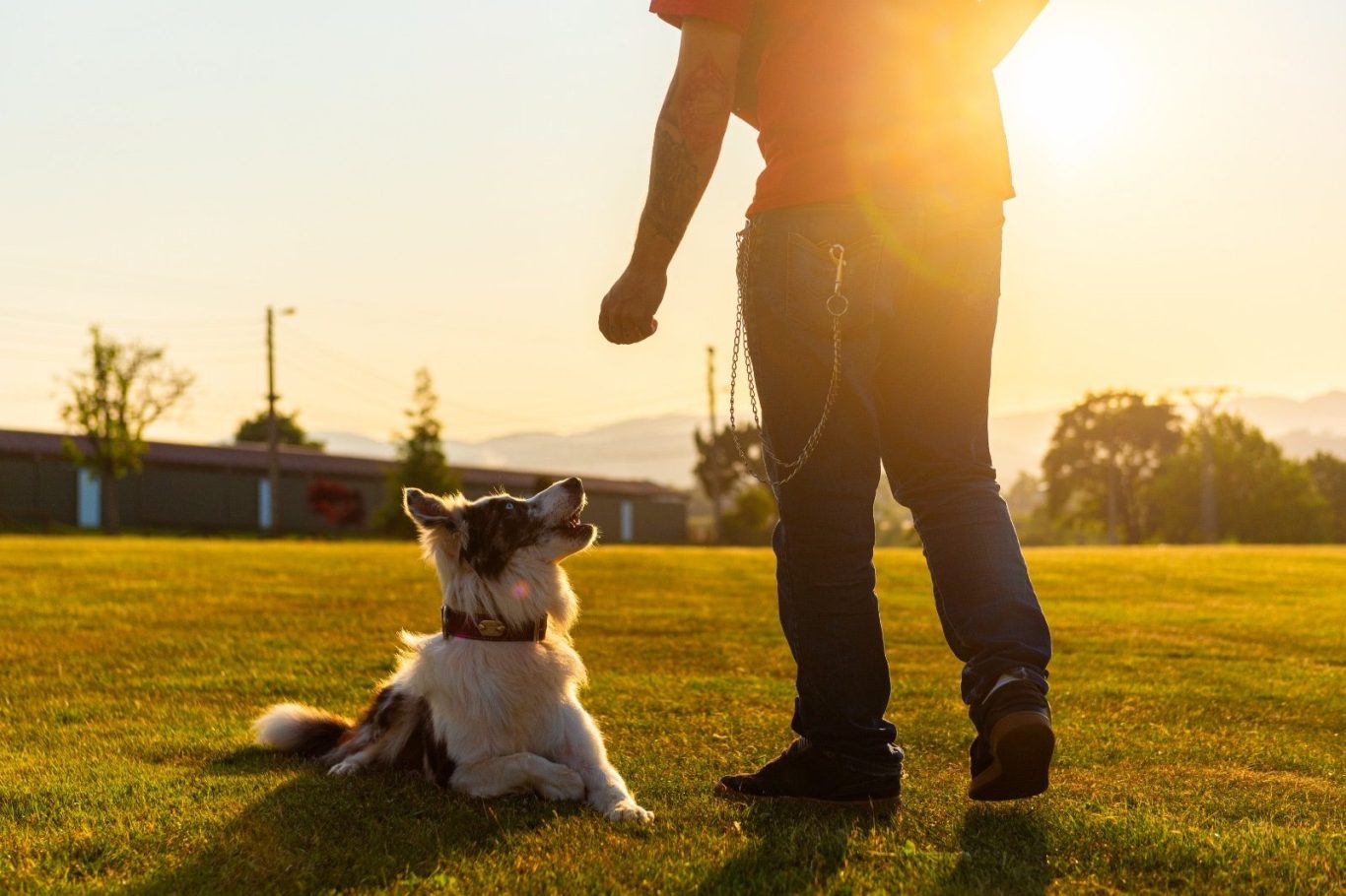 Einzeltraining bei den Hundetrainern von RaNa Dogs in Sonsbeck Individuelles Einzeltraining in der Hundeschule RaNa Dogs in Sonsbeck.