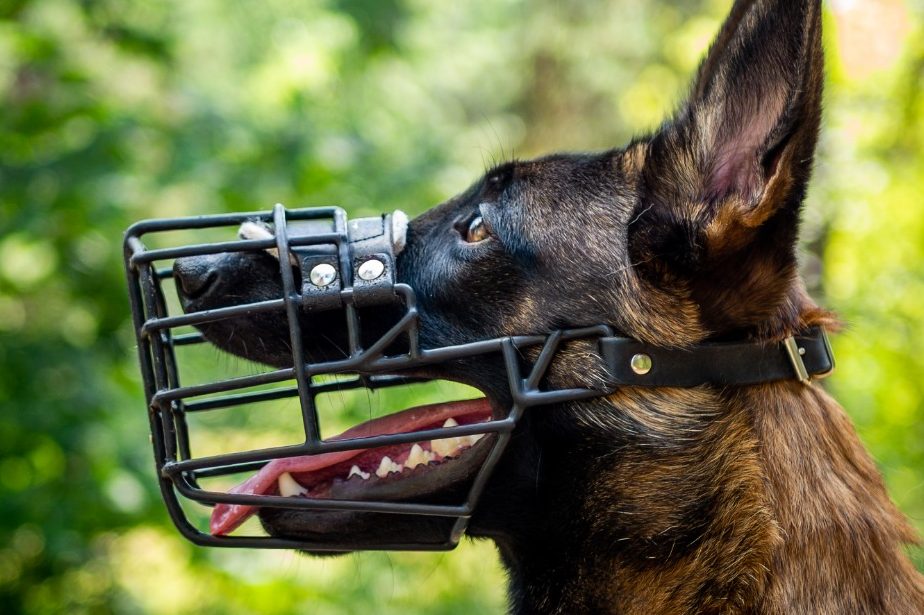 Individuelle Maulkorbberatung in Rheinberg und Sonsbeck: Hundeschule RaNa Dogs. Maulkorbberatung am Niederrhein in Rheinberg und Sonsbeck bei der Hundeschule RaNa Dogs.
